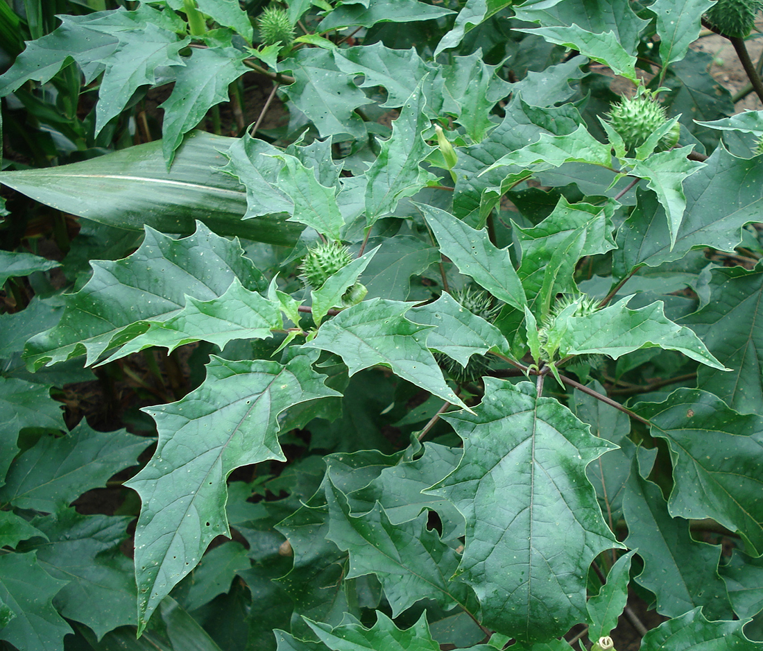 Capsules de stramoine commune avec ses épines robustes sur une plante mature