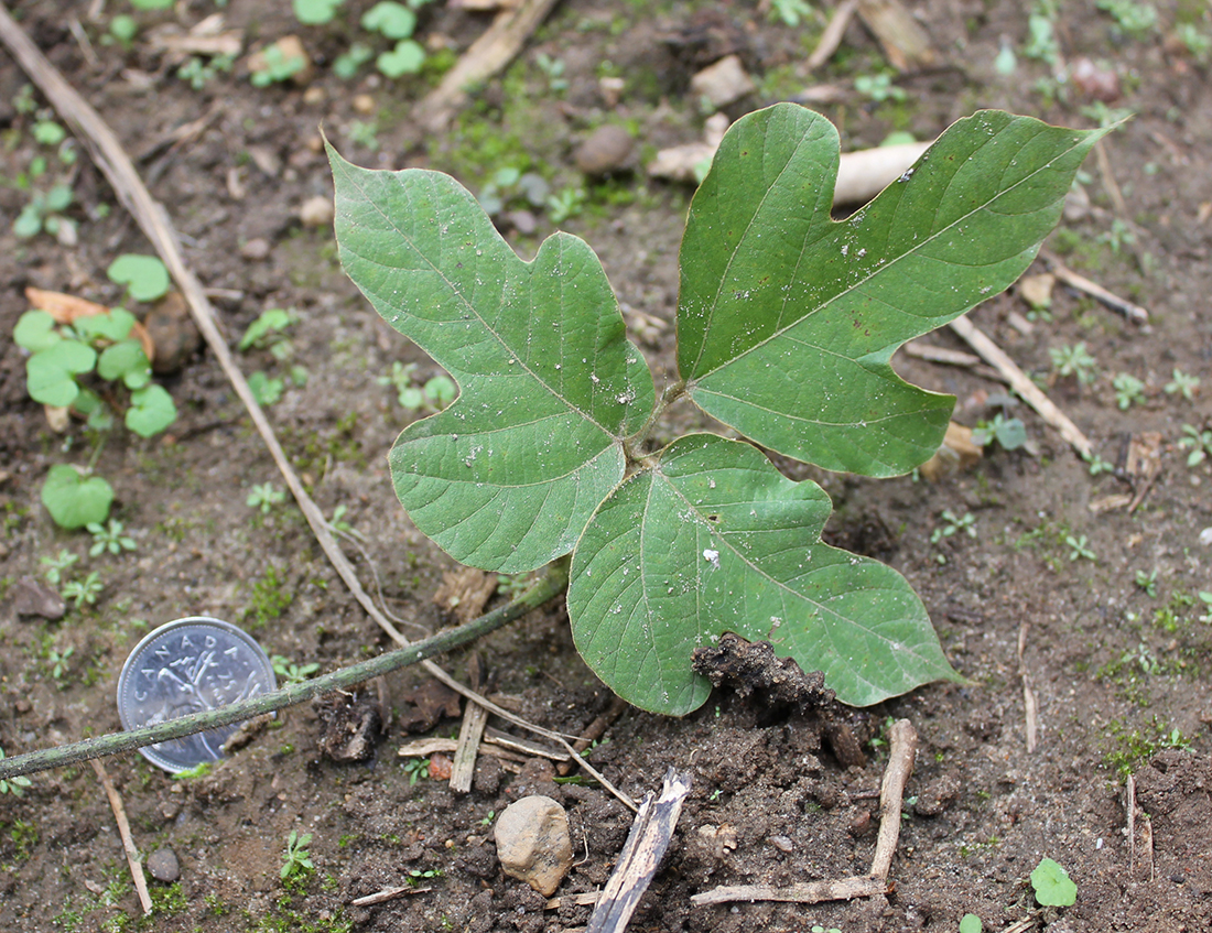 A compound leaf with three leaflets, the middle leaflet on a longer petiole