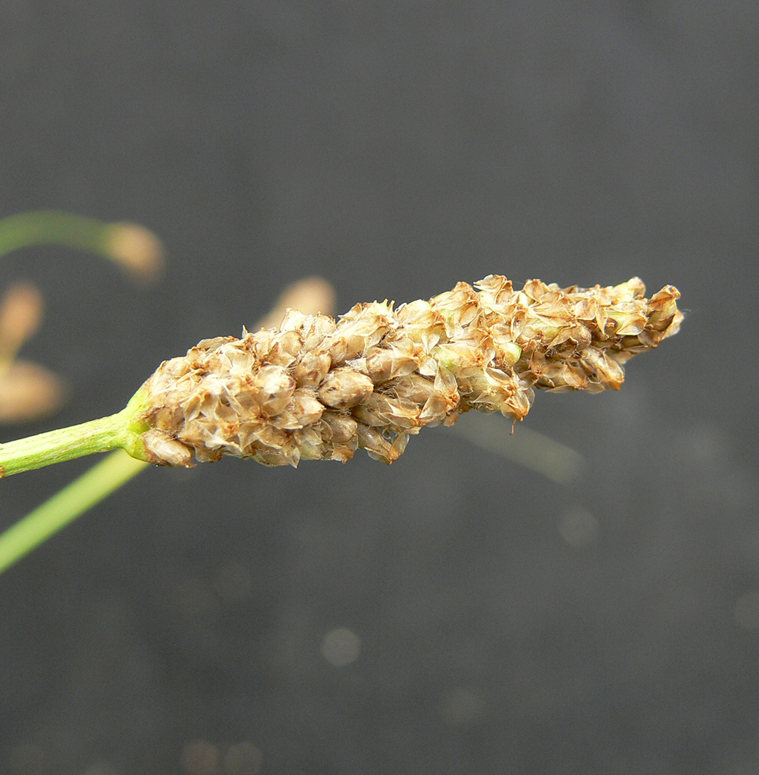 A mature seed head