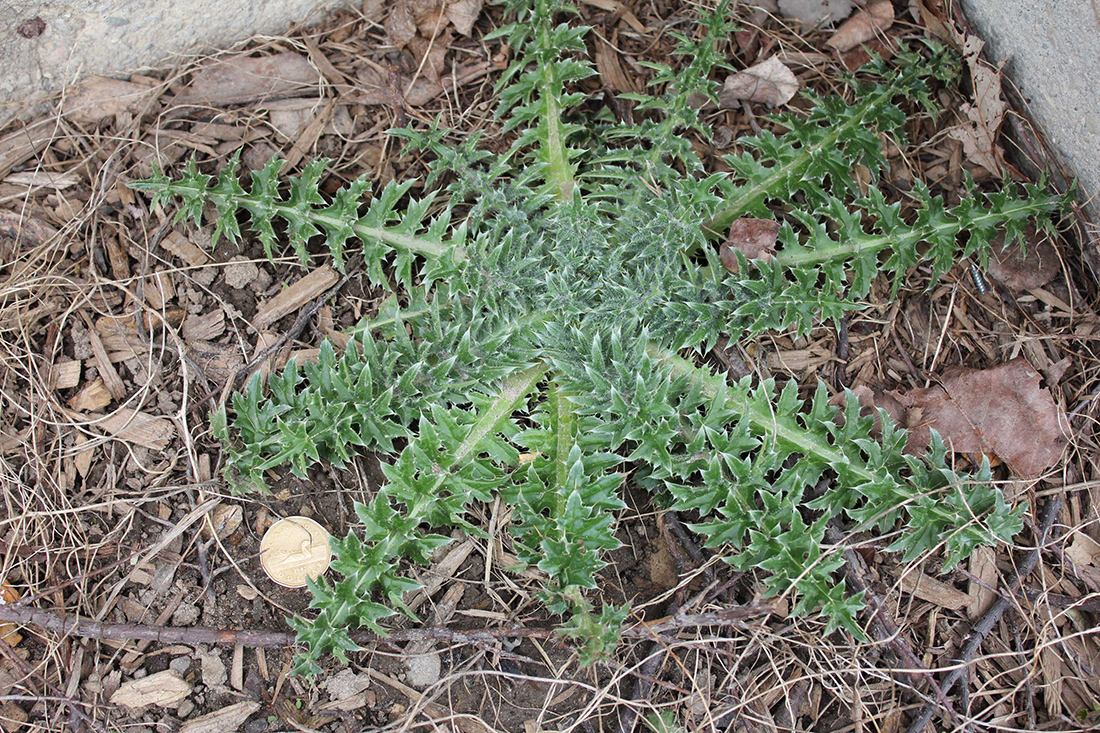 A rosette with bright green, lobed margins with sharp spines