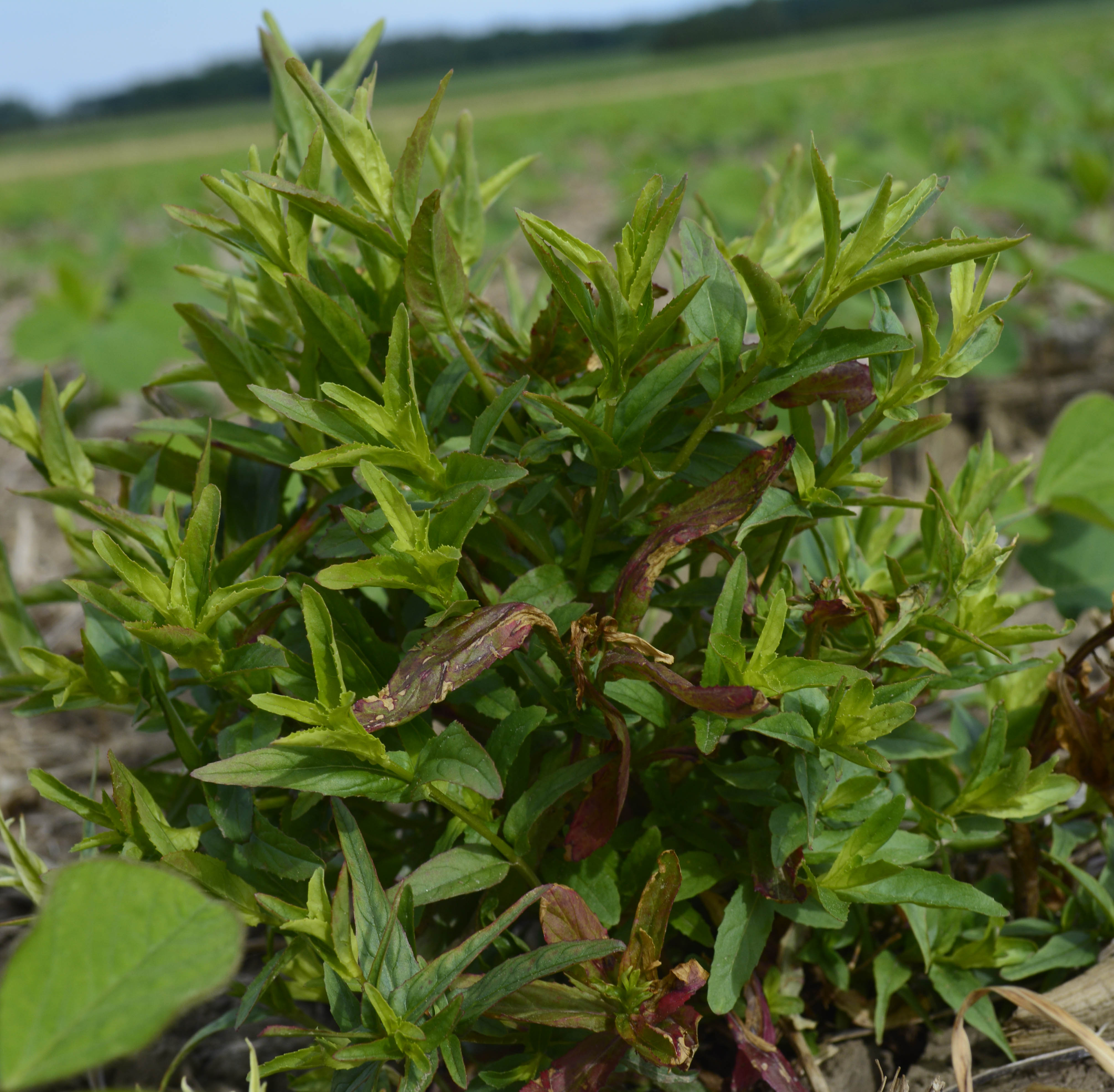 A patch of willowherb in soybean that had escaped an application of glyphosate