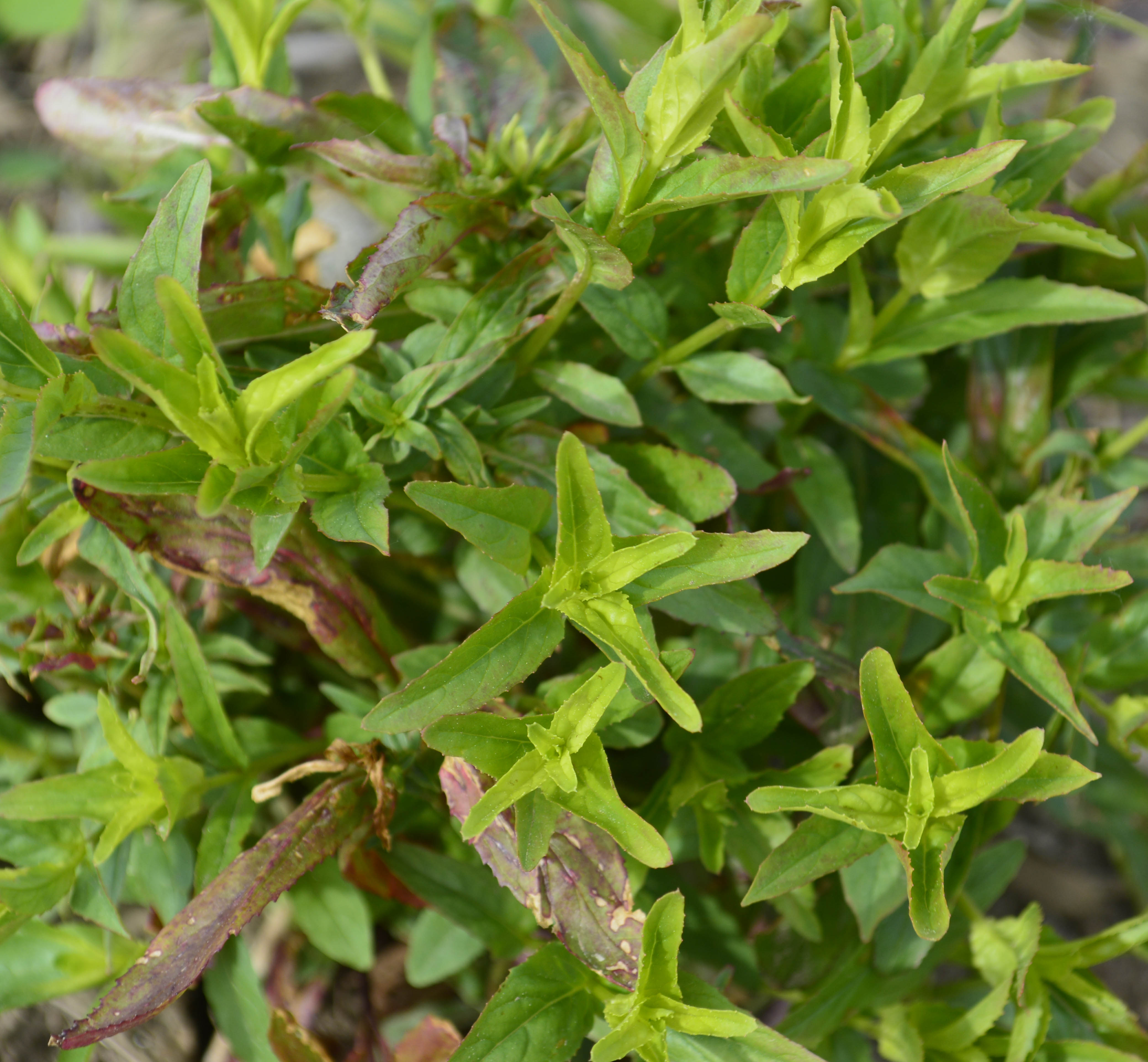 A close-up of opposite, lance- shaped leaves that are discoloured red from an earlier application of glyphosate