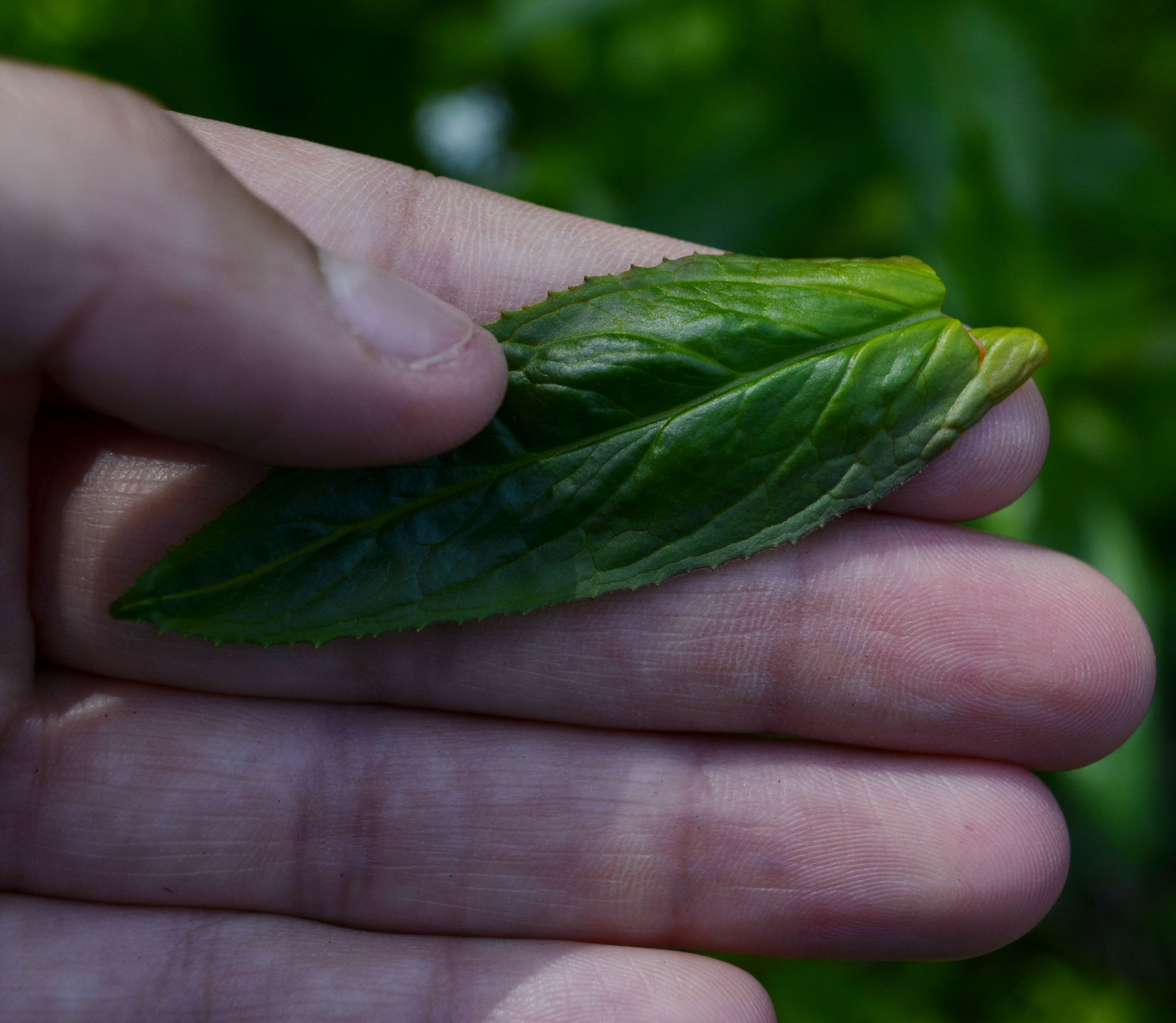 A lance-shaped leaf with finely toothed margins and prominent veins