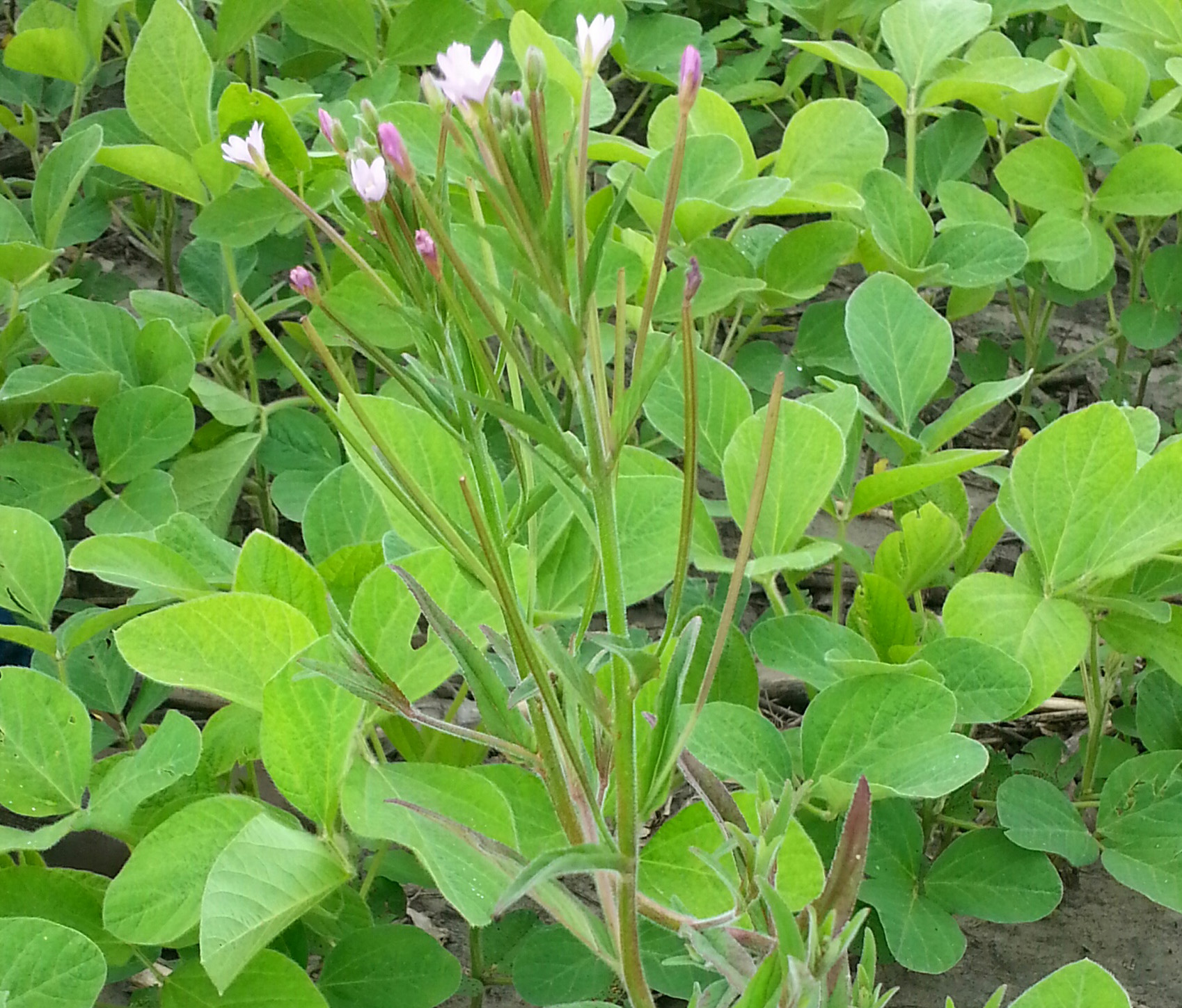 A flowering plant with pinkish-purple petals in early July in a soybean field