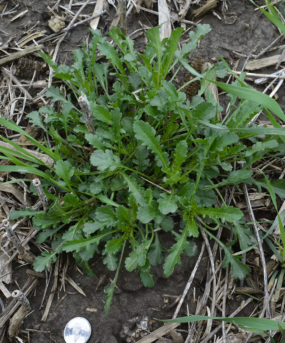 An established perennial plant in winter wheat during late May