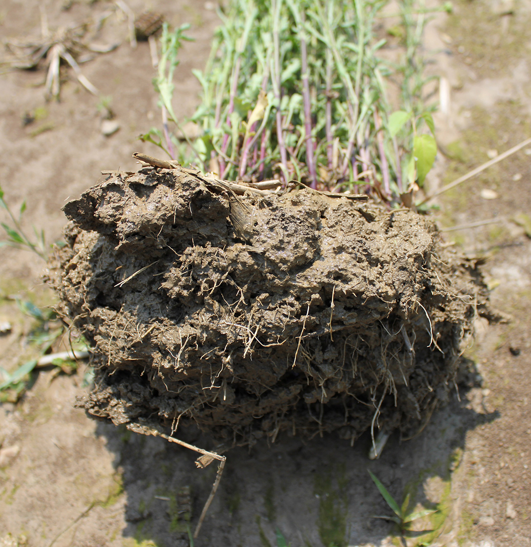 The dense fibrous root system with short rhizomes that tightly hold soil