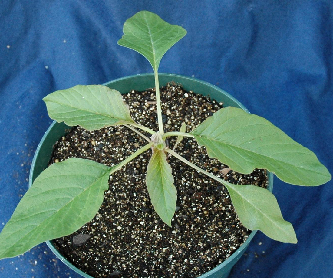 A seedling plant that looks like other pigweed species, but note the long petioles (leaf stalks)