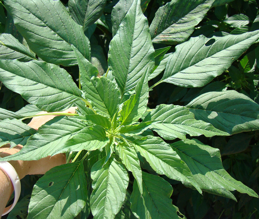 The more “diamond-shaped” leaves of Palmer amaranth prior to flowering