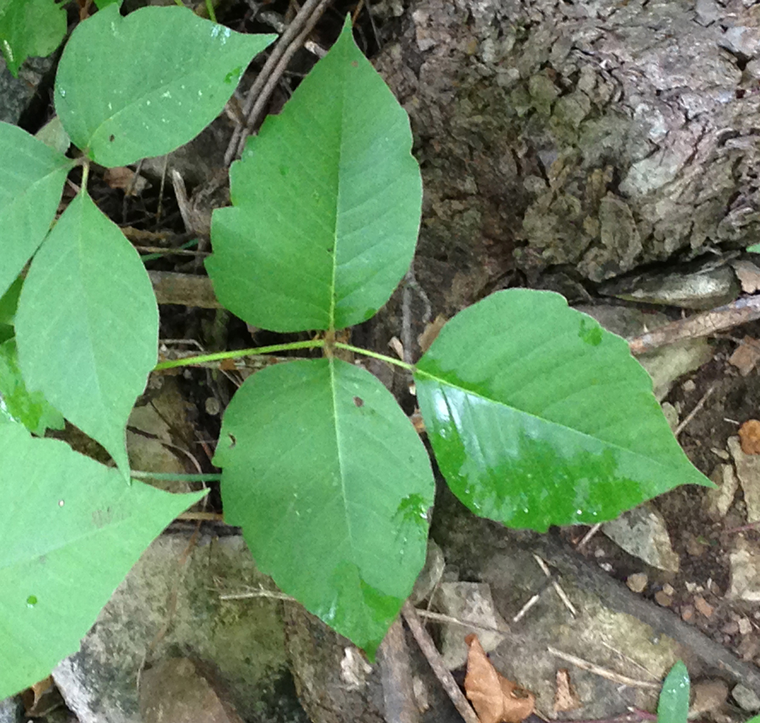 Compound leaf with three leaflets, the middle leaflet at the end of a long petiole