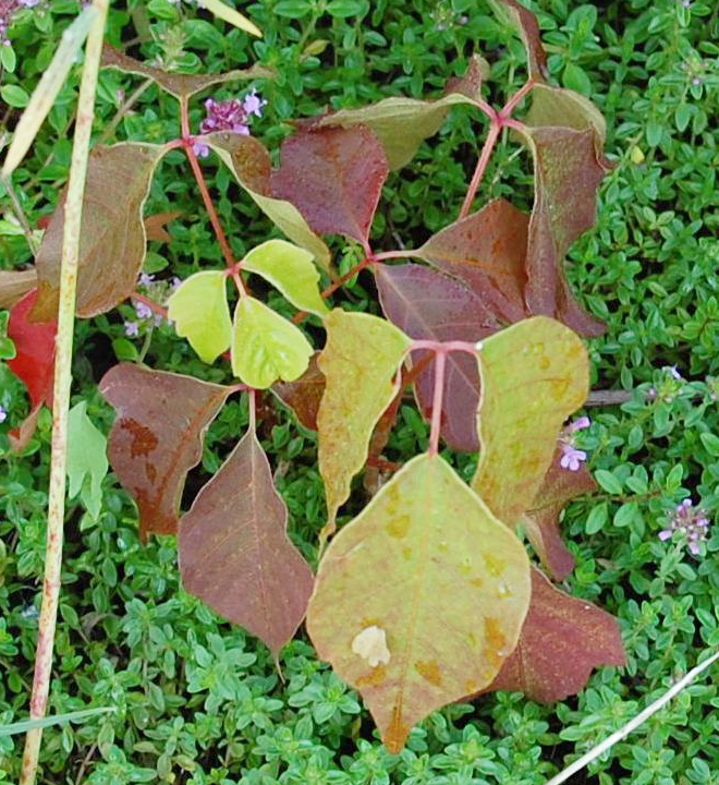 Compound leaves with reddish leaflets