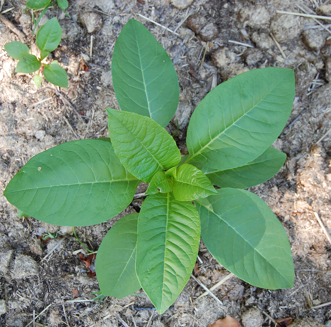 Young plant in mid-July that has emerged from a perennial taproot