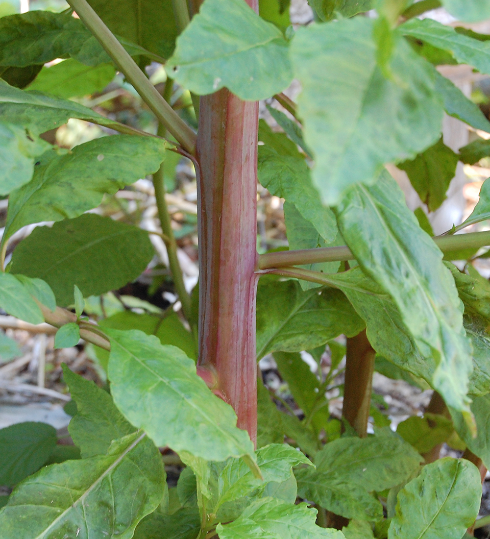 The smooth and hairless reddish purple stem