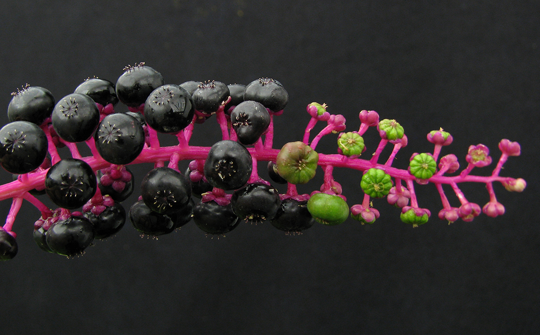 The seed head consisting of several berries, which range from immature (green) to mature (purple)