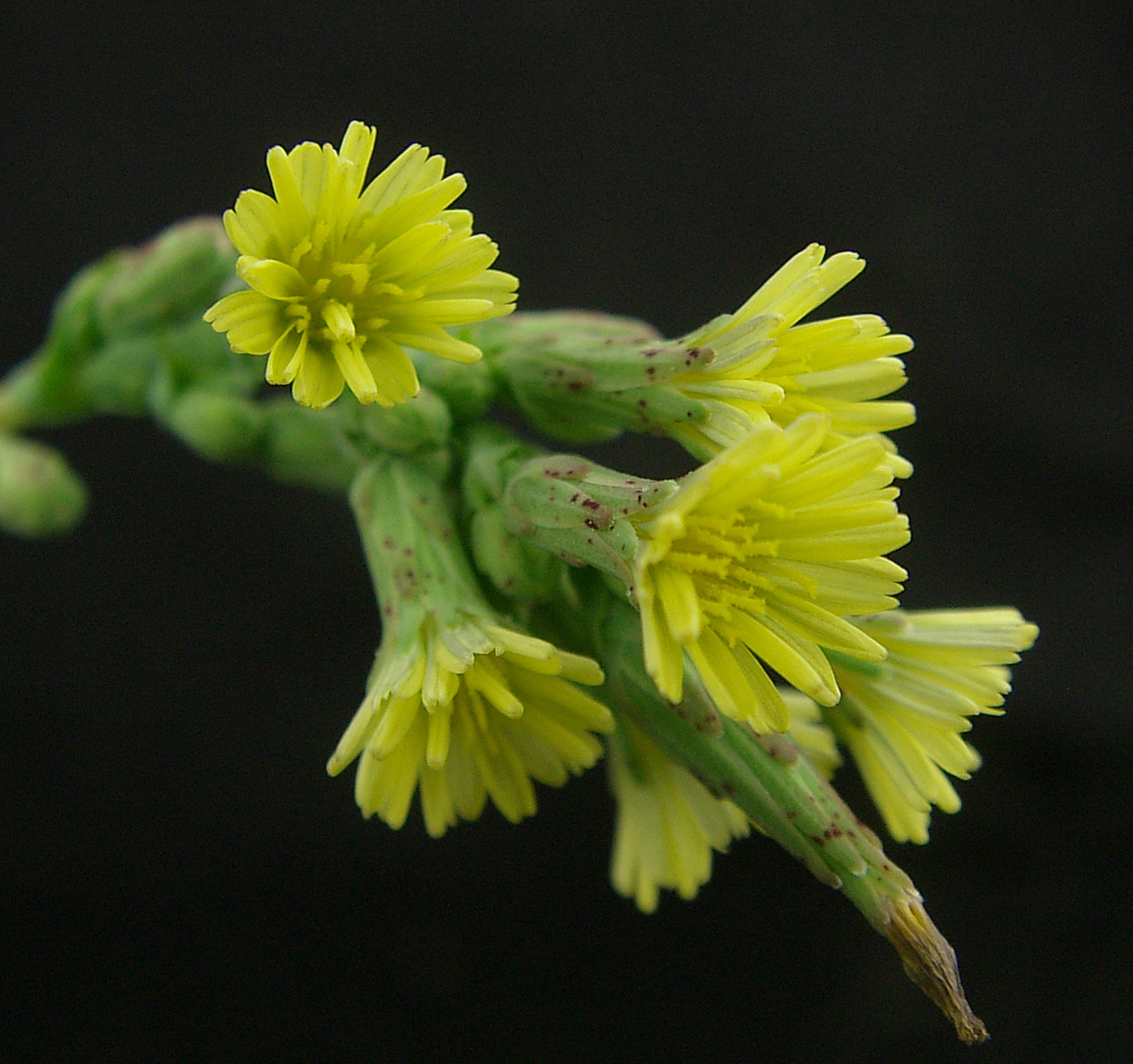 The small yellow flowers of prickly lettuce