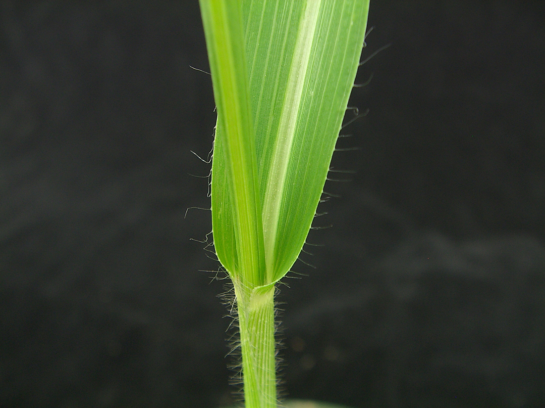 The extremely hairy leaf sheath and margin