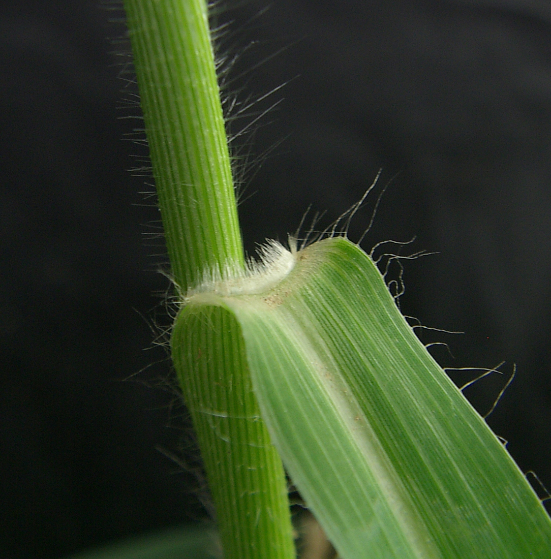 Typically, proso millet’s leaf blade is hairless, but it can have sparse hairs on upper and lower leaf surfaces