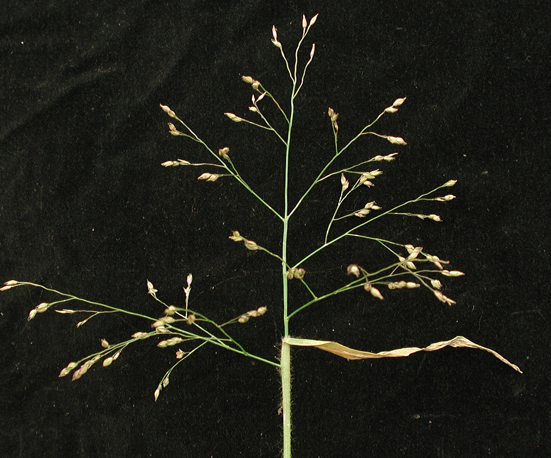 Proso millet can have two different seed head types, a closed broom-like panicle or a more wide-open panicle