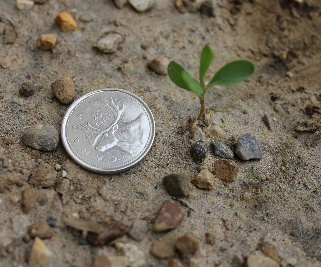 Seedling with linear cotyledons
