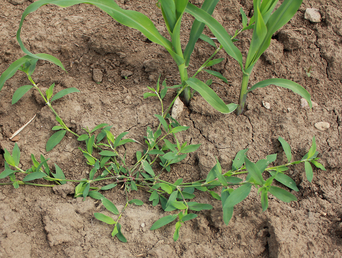 A young plant in corn during mid- June