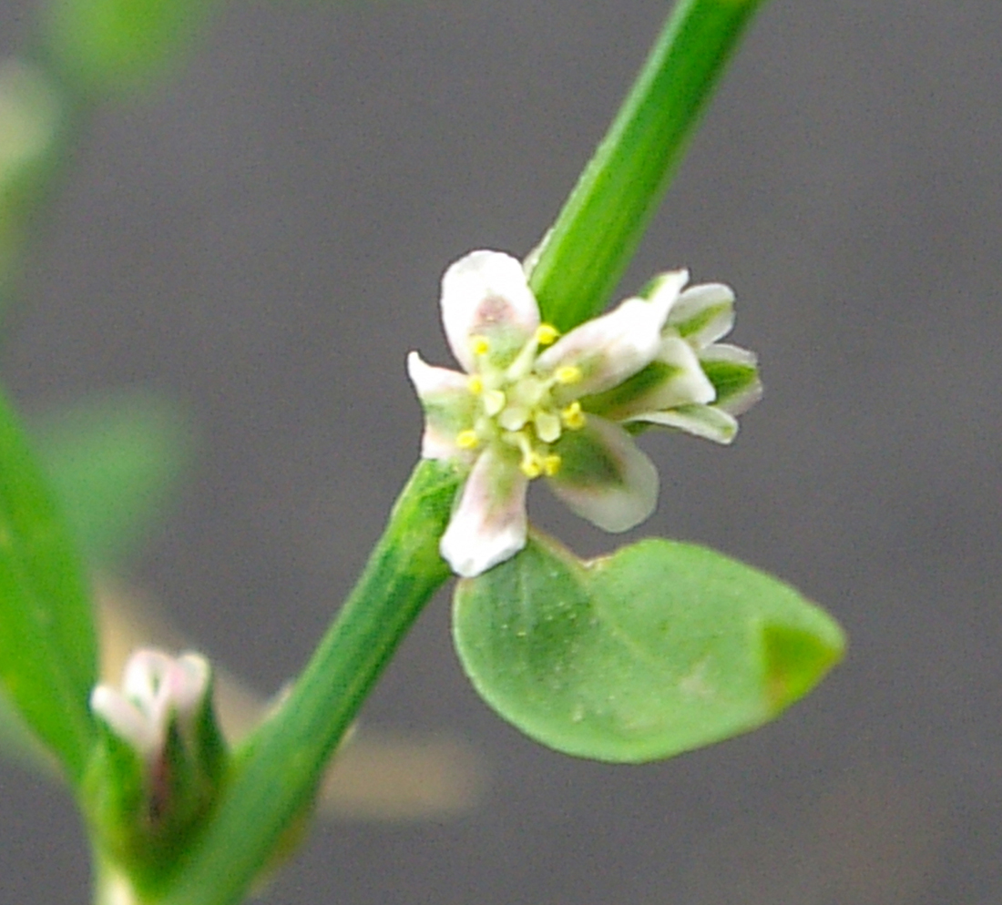 A close up of the flower with its five small, greenish to pinkish sepals