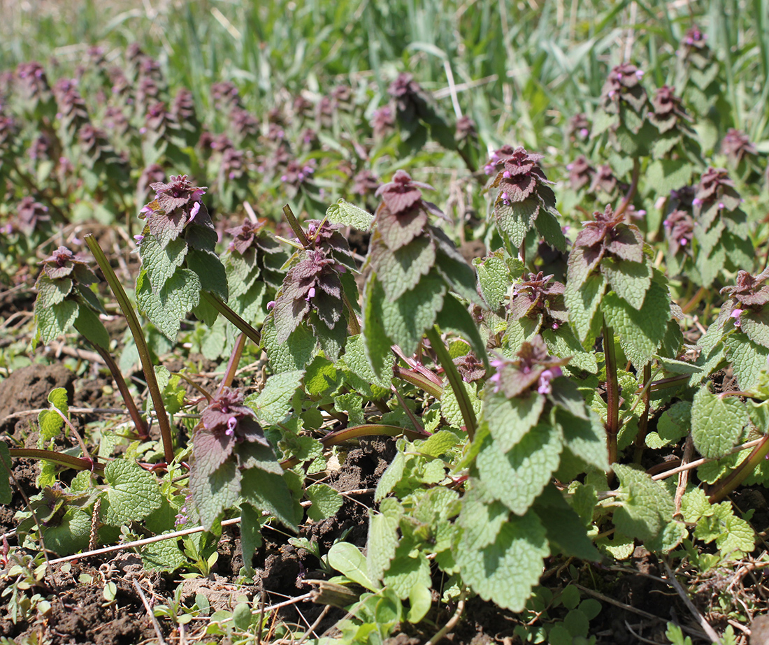 Purple deadnettle prior to flowering in late April