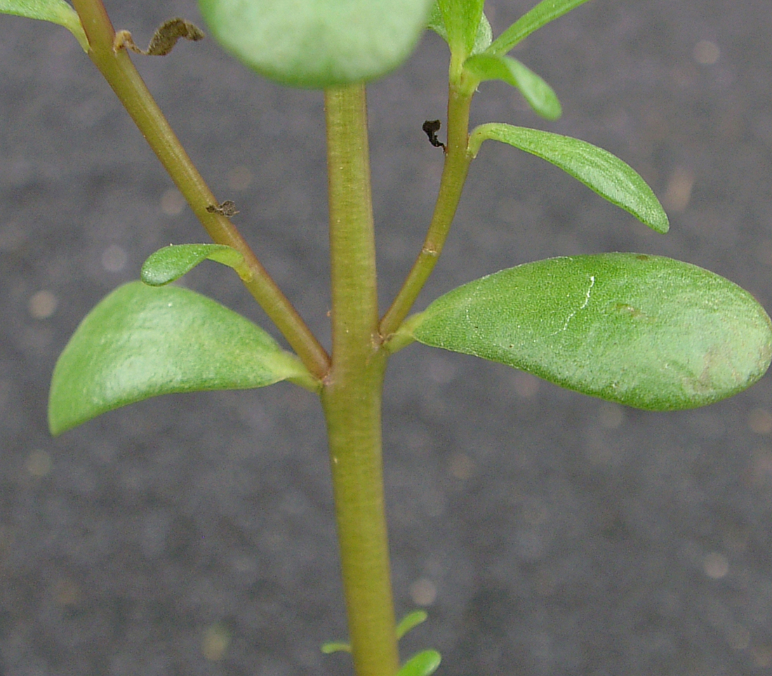 Opposite leaf orientation