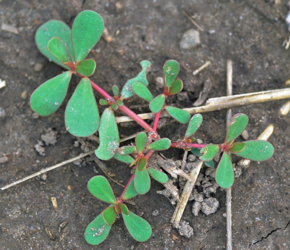 The prostrate nature of purslane