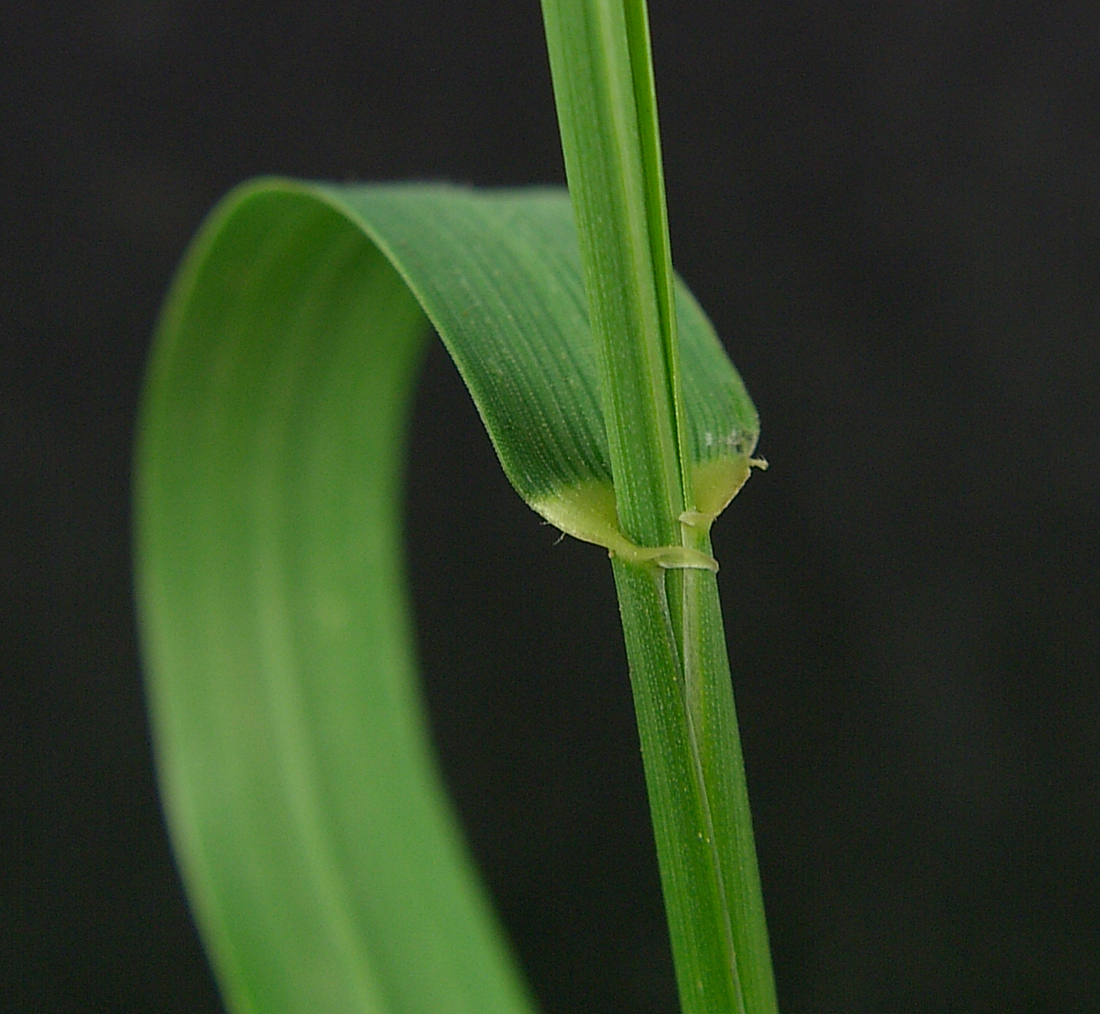 Auricles at the base of the leaf and the clasp the stem