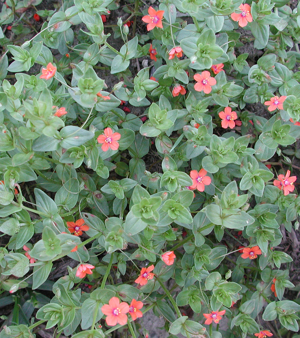 A patch of flowering scarlet pimpernel in late June