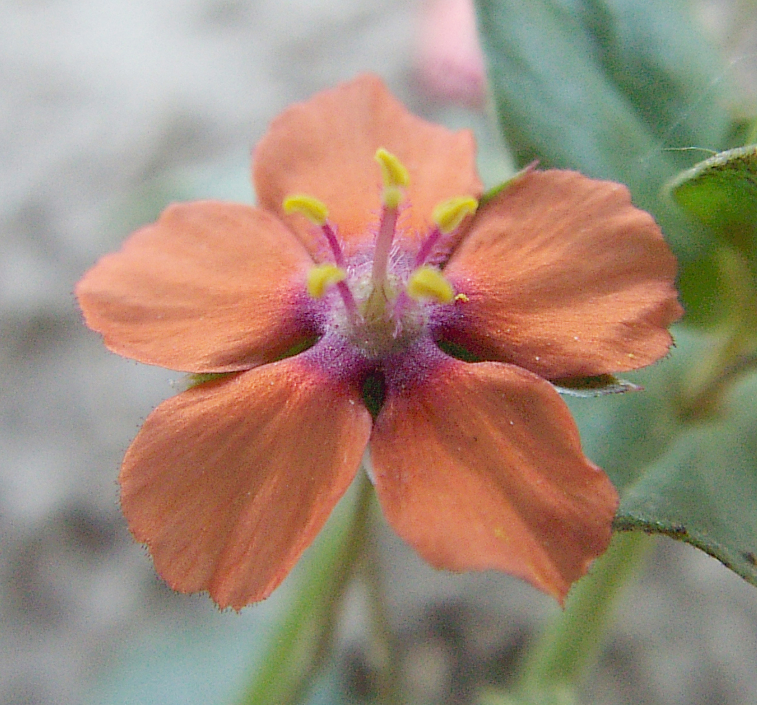 A flower with the five salmon-coloured petals and stamens with yellow anthers on the end of purple filaments