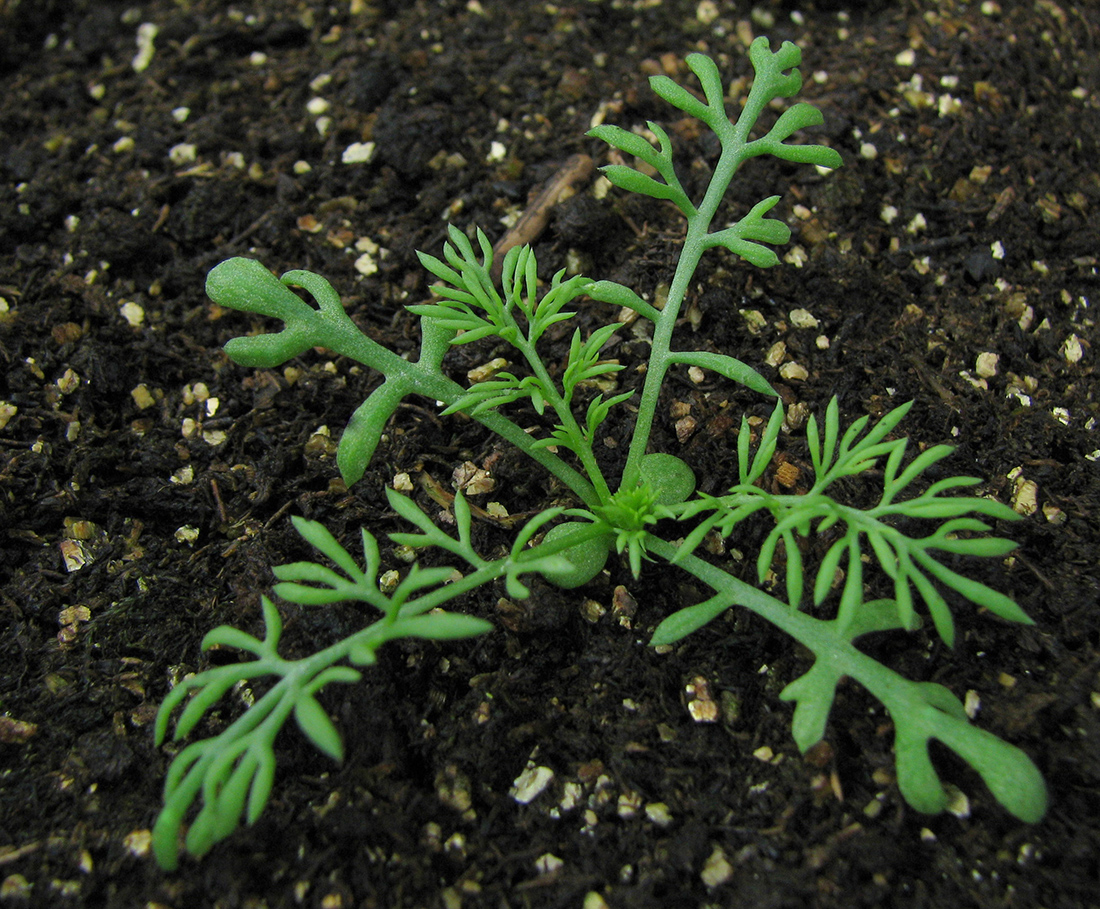 Une plantule avec ses cotylédons orbiculaires et ses feuilles profondément divisées en 4 à 5 segments