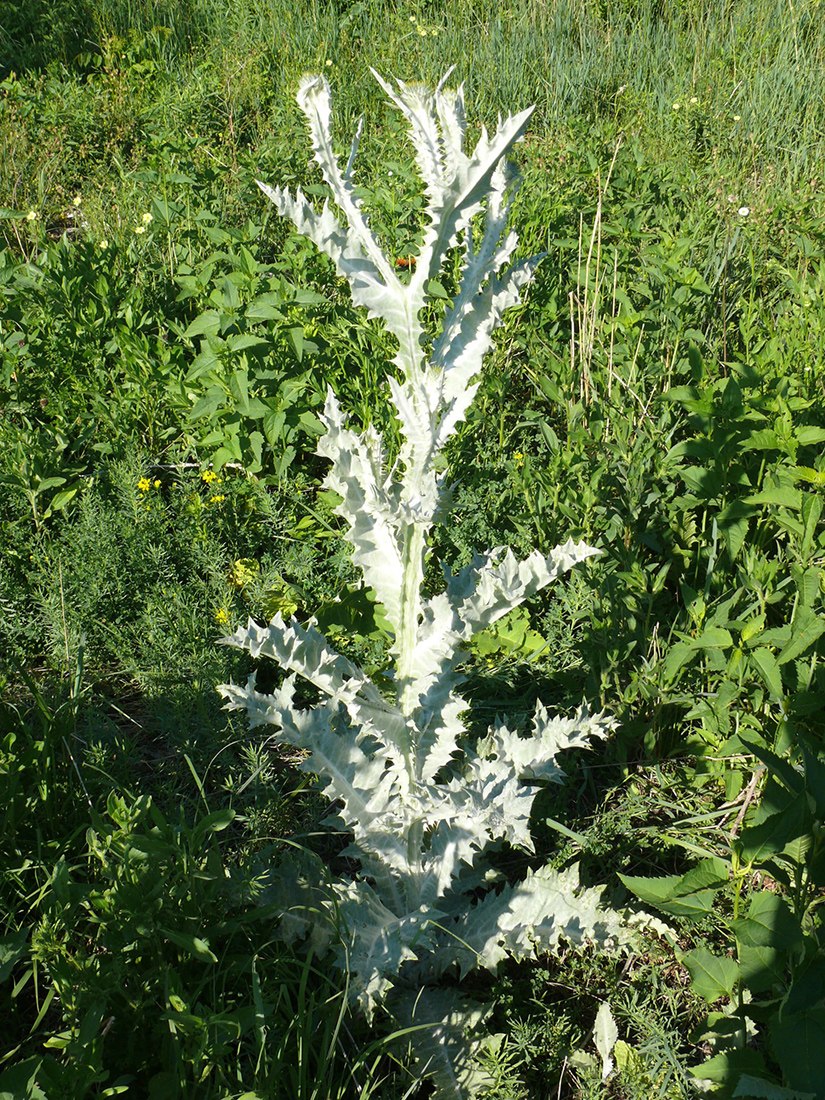 A bolting, pre-flowering plant in early June