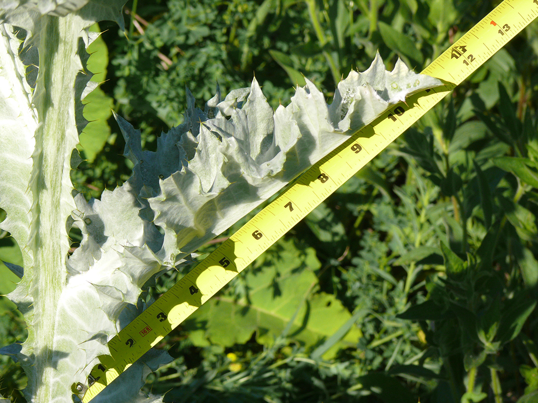 The coarse toothed and spiny margins of the white/wooly leaf