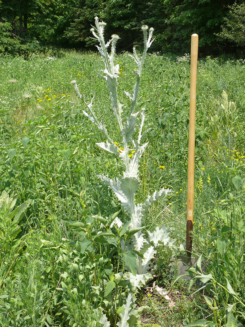 Plants are typically 1–2 m tall