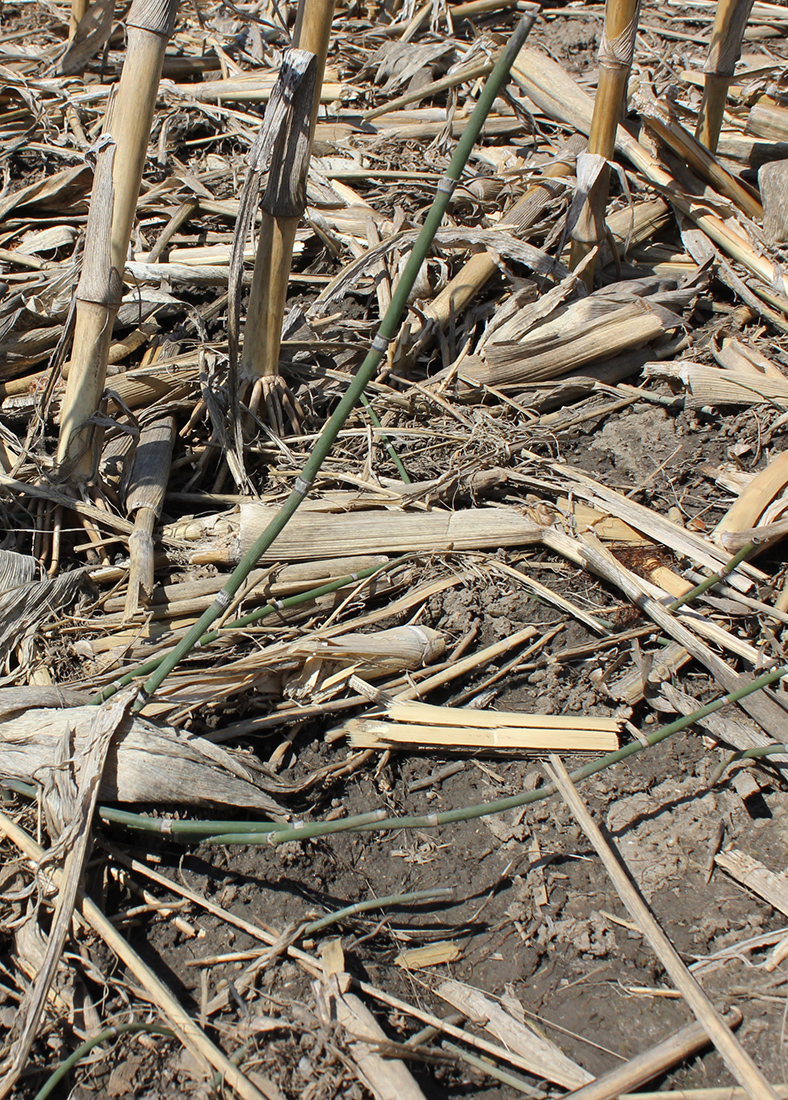 A vegetative shoot that emerged in cornstalks in late April