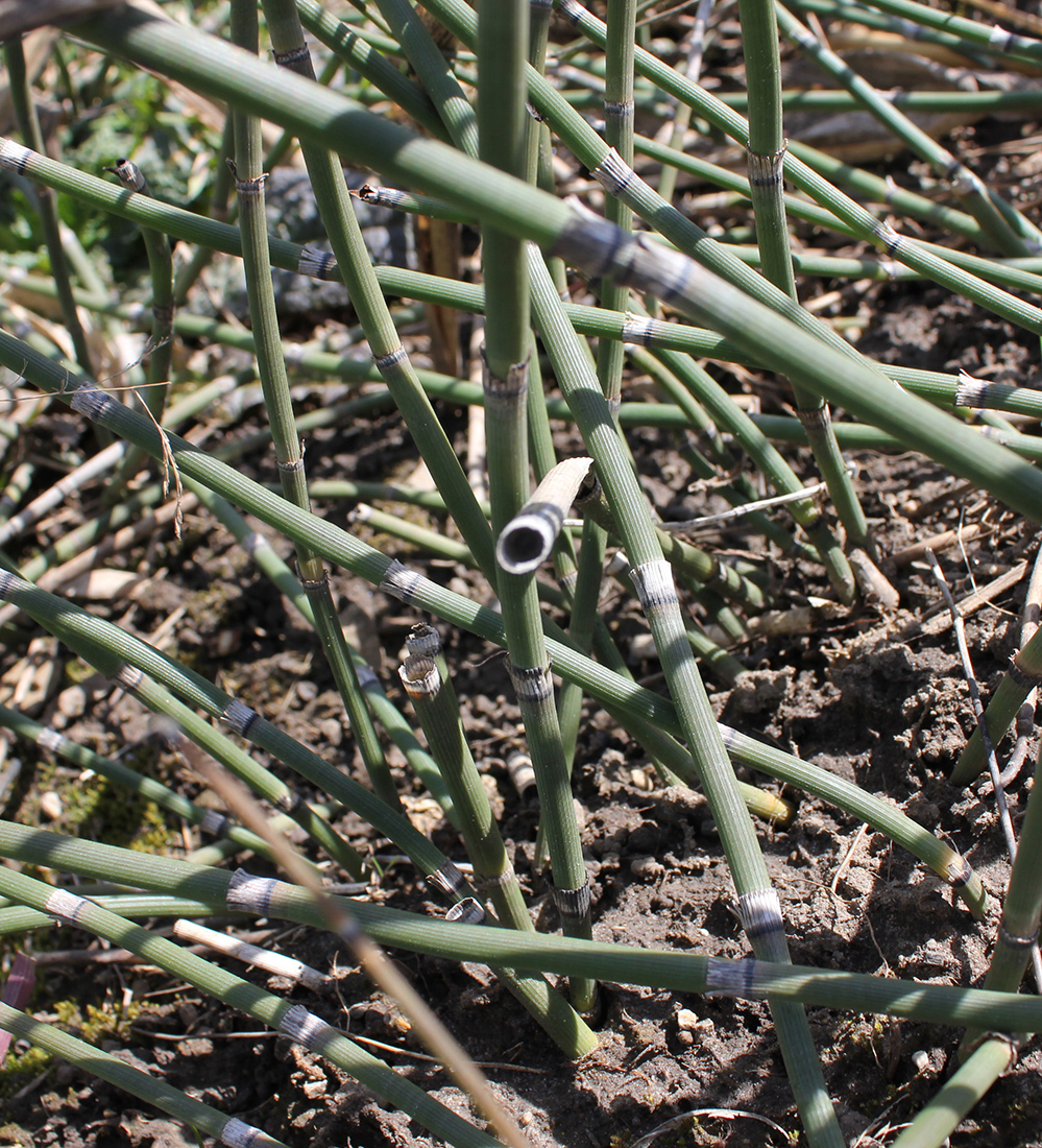A close-up of the vegetative shoots, which are hollow and have grayish nodes