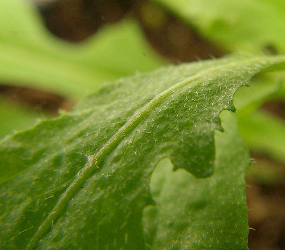 Mature leaves contain numerous star-shaped hairs that are easiest to spot under a magnifying lens