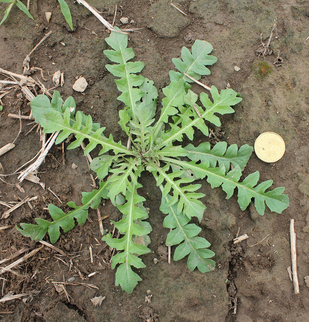 A pre-bolt seedling rosette with all leaves being deeply divided