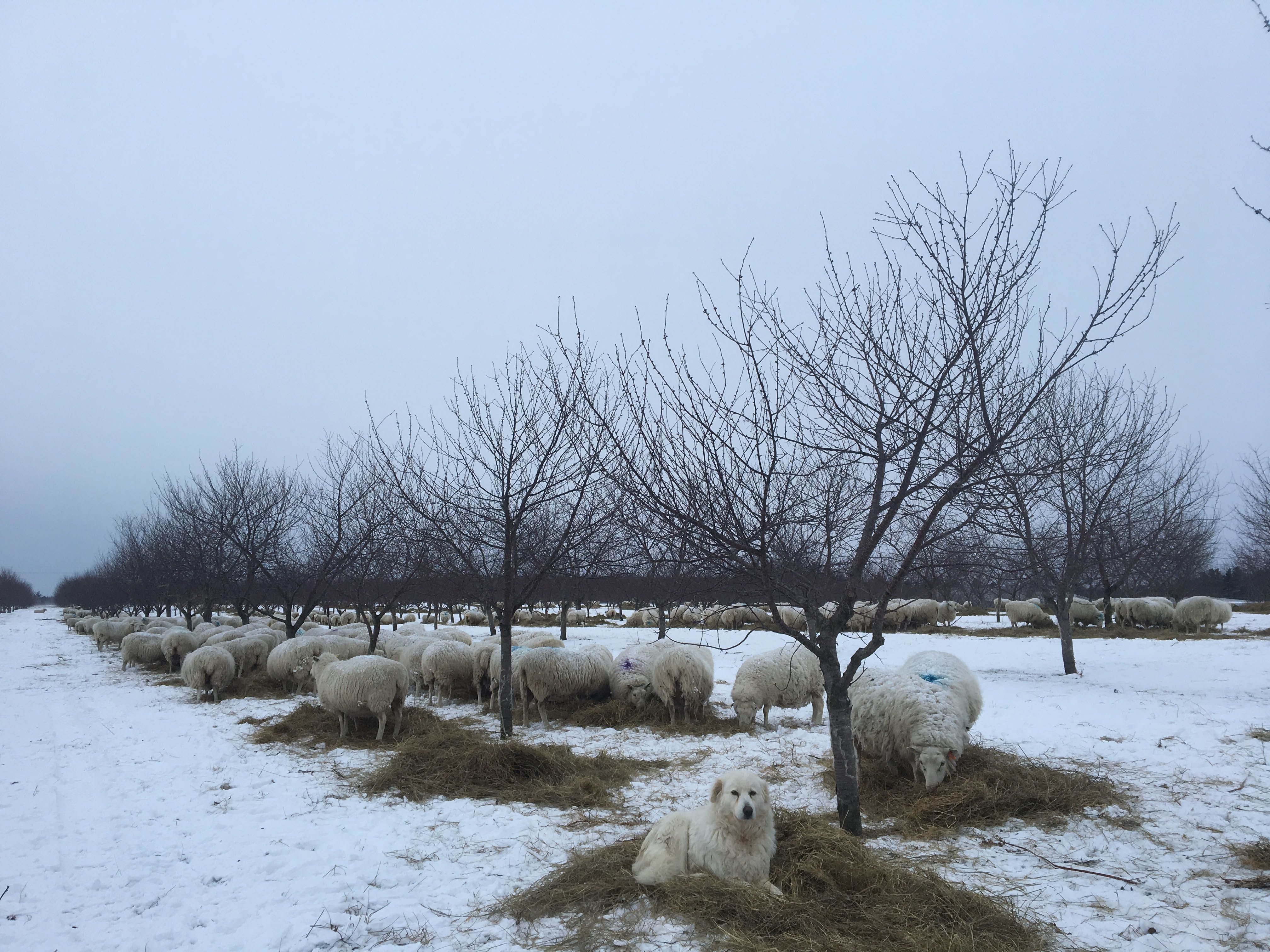 Troupeau de moutons en train de manger du foin dehors en hiver en compagnie d’un chien de berger. Photo : Ontario Sheep Farmers.
