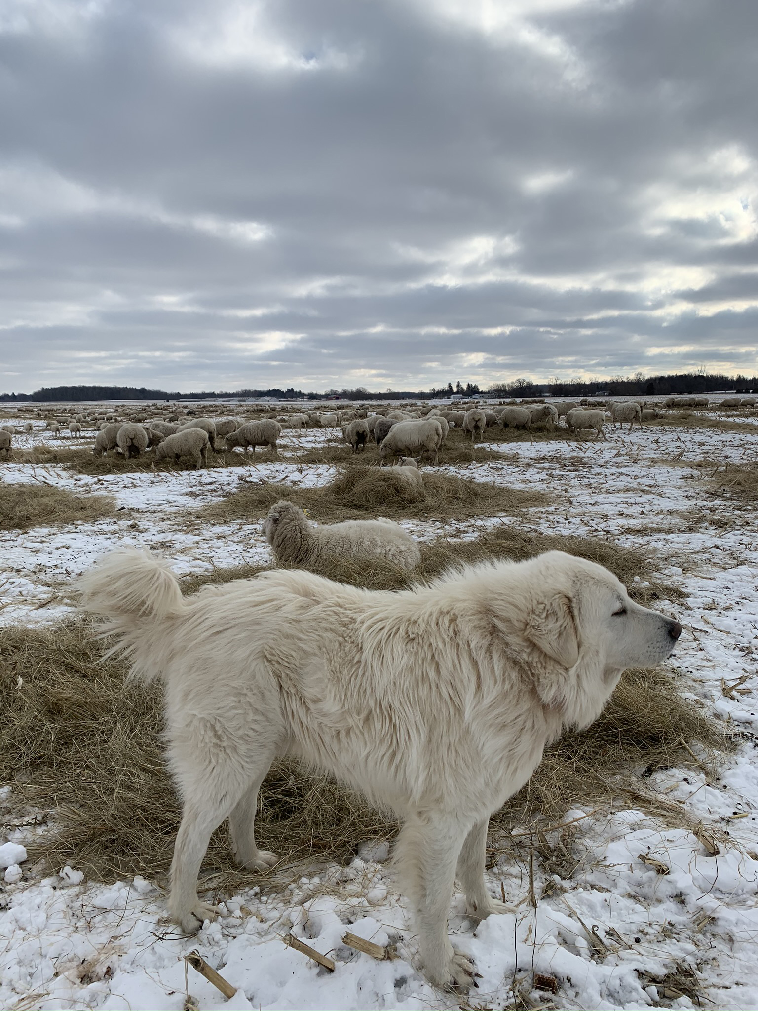 A livestock guardian dog standing in front of sheep outside in winter. Photo source: Ontario Sheep Farmers.