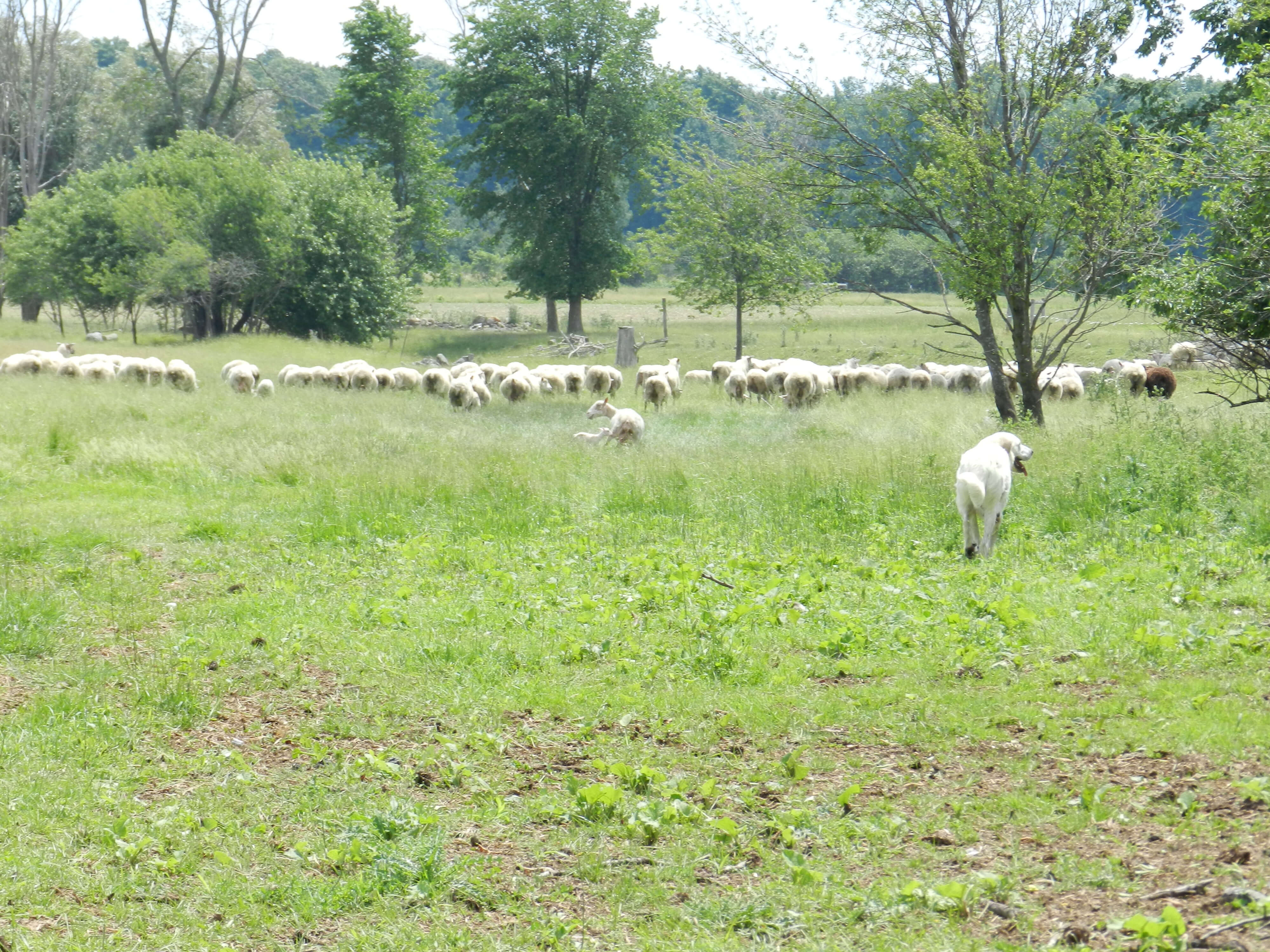 A livestock guardian dog watching a pastured sheep flock in Ontario.