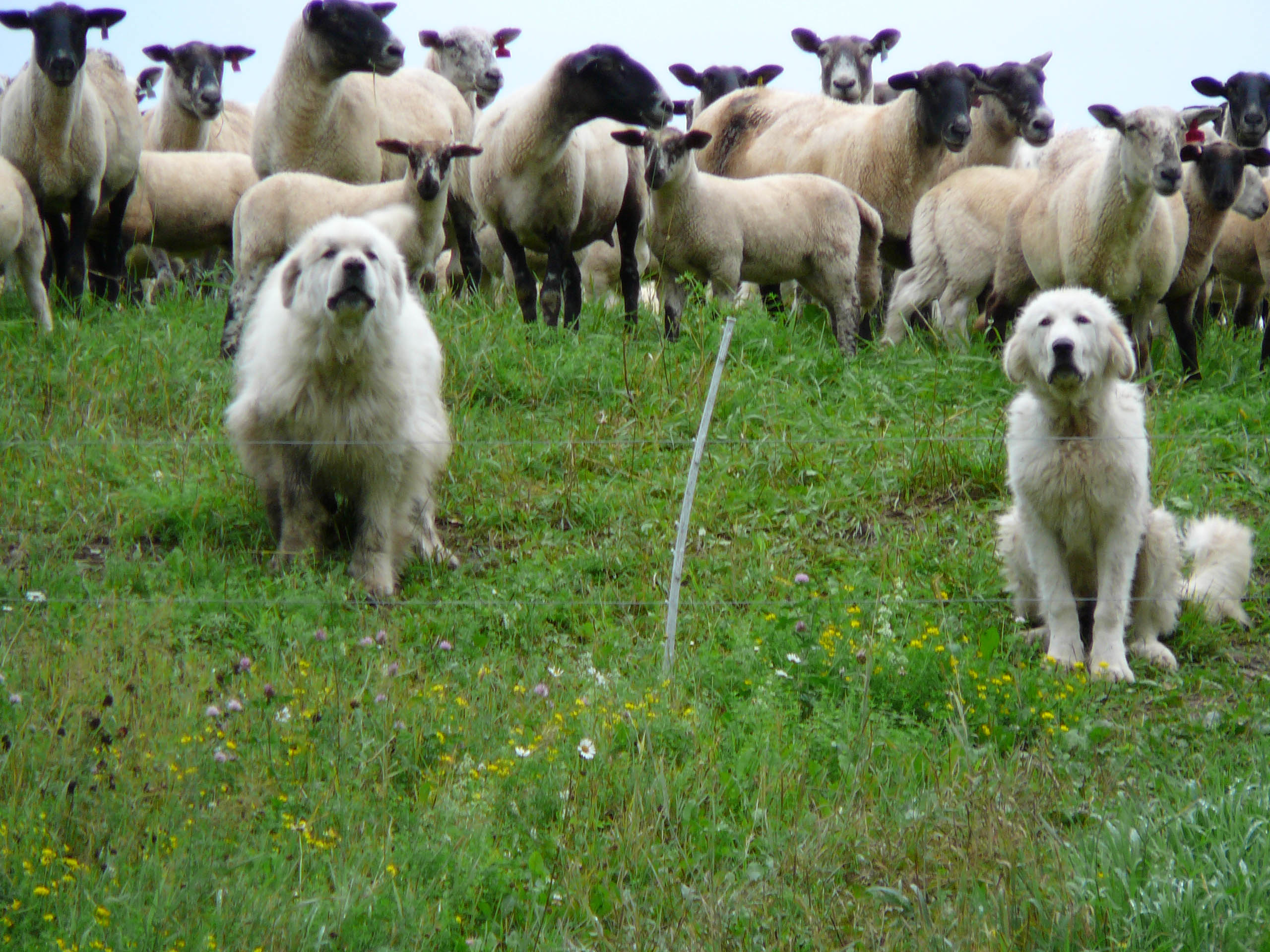 Deux chiens de berger devant un troupeau de moutons dans un pâturage.