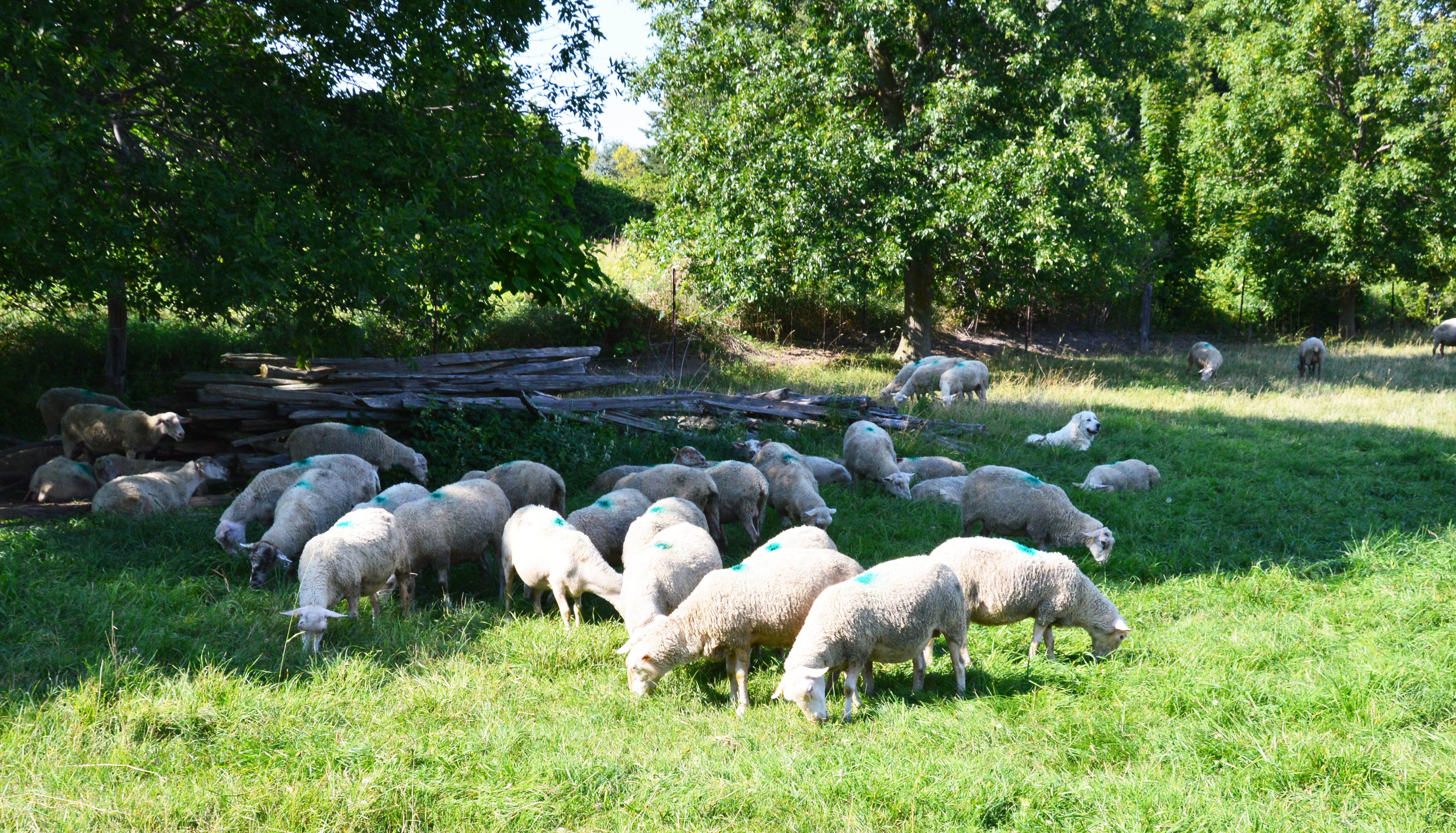 Chien de berger étendu au milieu d’un troupeau de brebis.