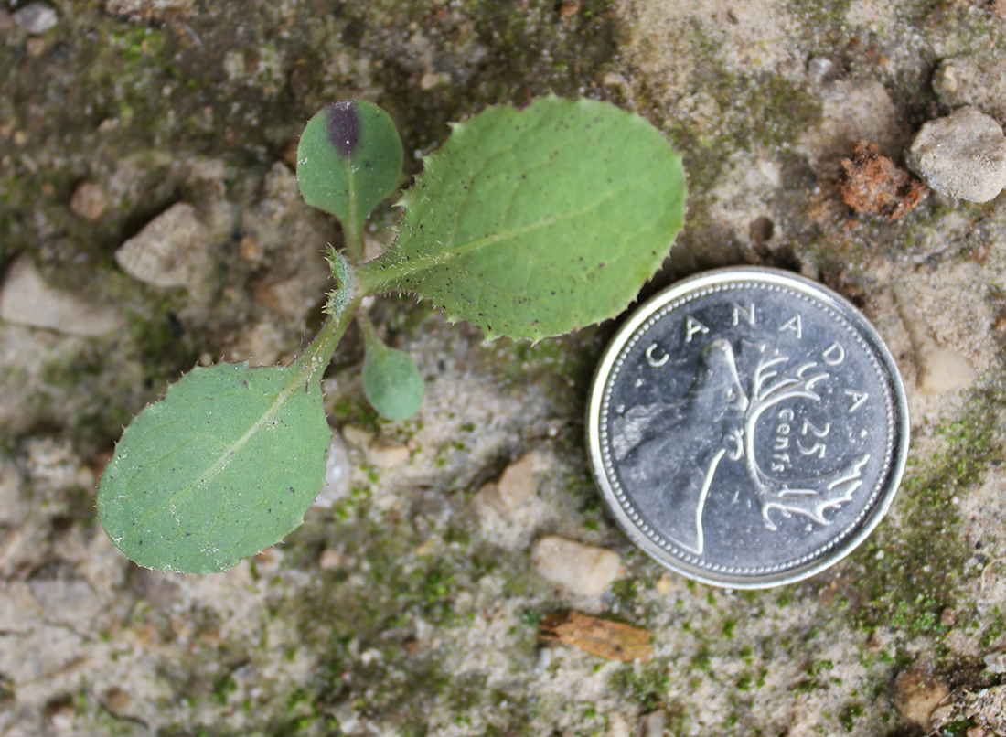Une plantule avec ses cotylédons orbiculaires; les plantules de toutes les espèces de laiteron sont identiques