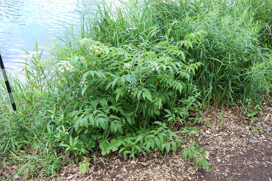 A flowering plant that is about 70 cm tall growing along a river during early August