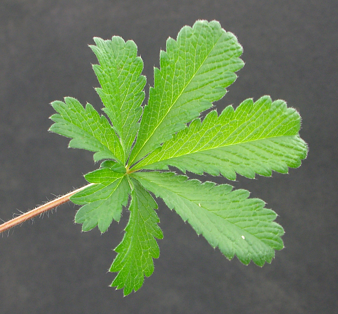 A compound leaf with seven narrow, deeply toothed leaflets at the end of a hairy petiole