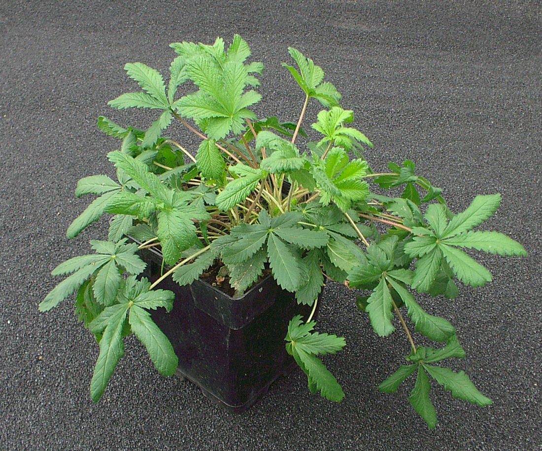 Jeune plante ramifiée à la base avec de nombreuses feuilles composées de cinq à sept folioles étroites et profondément dentées