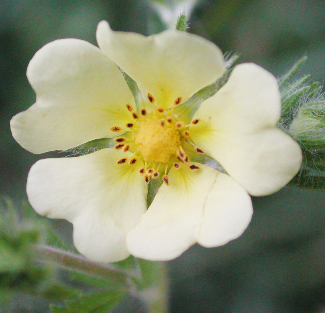 A light yellow, five-petaled flower