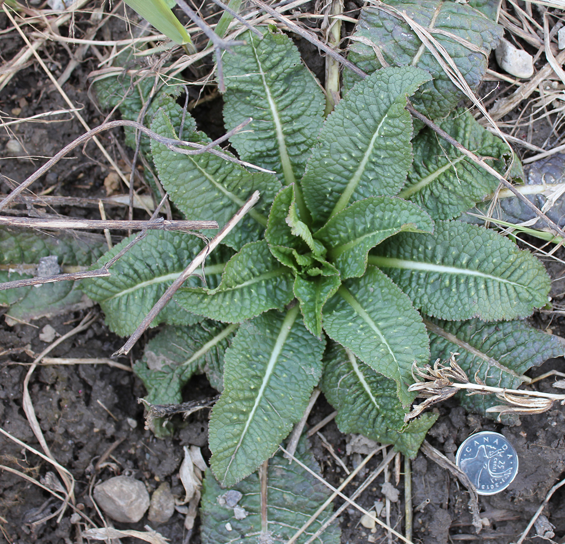Green, shiny and prickly rosette leaves in late April