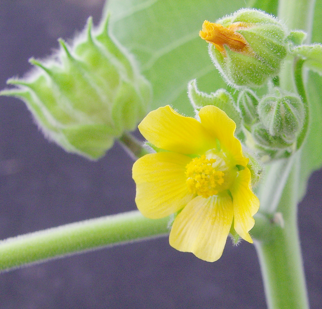 Five-petalled, yellow flowers that turn into green seedpods